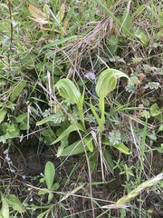 Pterostylis australis