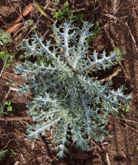 Argemone aurantiaca
