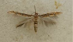 Pyroderces apparitella