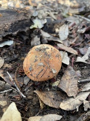 Leccinum manzanitae