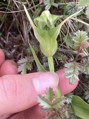 Pterostylis australis