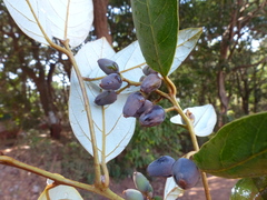 Cryptocarya wightiana