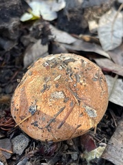 Leccinum manzanitae