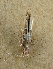 Pyroderces apparitella