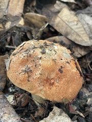 Leccinum manzanitae