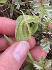 Pterostylis australis