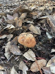 Leccinum manzanitae
