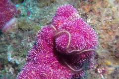 Ophiothrix