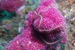 Ophiothrix