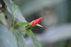 Malvaviscus penduliflorus