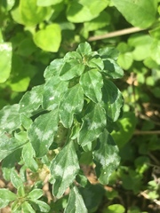Amaranthus polygonoides
