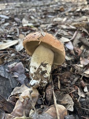 Leccinum manzanitae