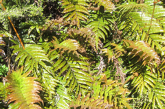 Blechnum montanum