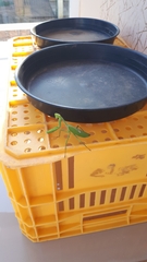 Stagmatoptera hyaloptera