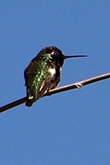 Calypte costae