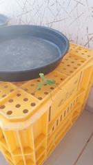 Stagmatoptera hyaloptera