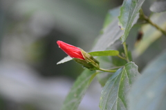 Malvaviscus penduliflorus