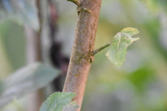 Malvaviscus penduliflorus