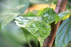 Malvaviscus penduliflorus