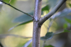 Malvaviscus penduliflorus