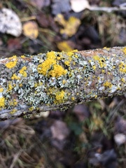 Polycauliona polycarpa