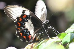 Papilio aegeus aegeus