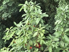 Sterculia parviflora