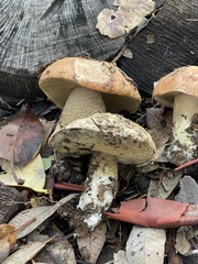 Leccinum manzanitae