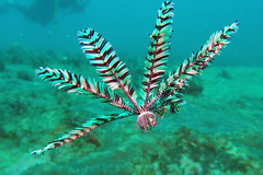 Crinoidea