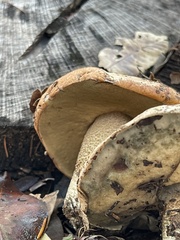 Leccinum manzanitae