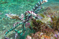 Crinoidea