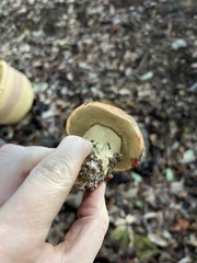 Leccinum manzanitae