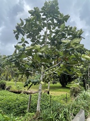 Artocarpus altilis