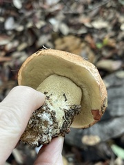 Leccinum manzanitae