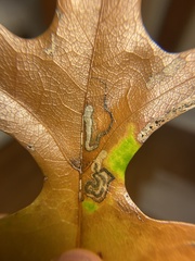 Stigmella