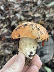 Leccinum manzanitae