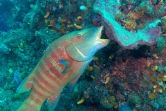 Anchichoerops natalensis