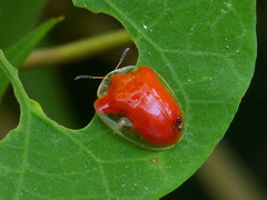 Charidotella