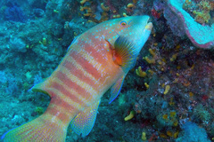 Anchichoerops natalensis