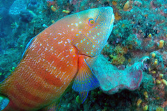 Anchichoerops natalensis