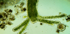 Hydra viridissima