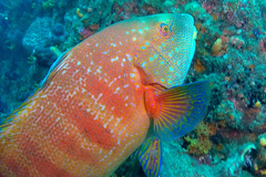Anchichoerops natalensis