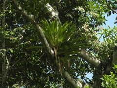 Aechmea mariae-reginae