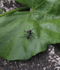 Polyrhachis dives