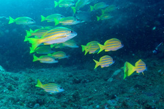 Lutjanus kasmira