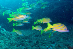 Lutjanus kasmira