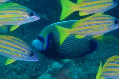 Pomacanthus imperator