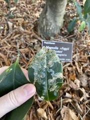 Phyllocnistis magnoliella