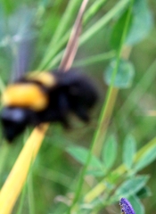 Bombus argillaceus