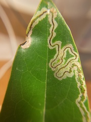 Phyllocnistis magnoliella